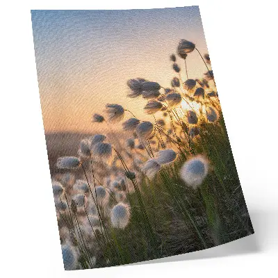 Premium wall art grasses at sunset in warm natural colors