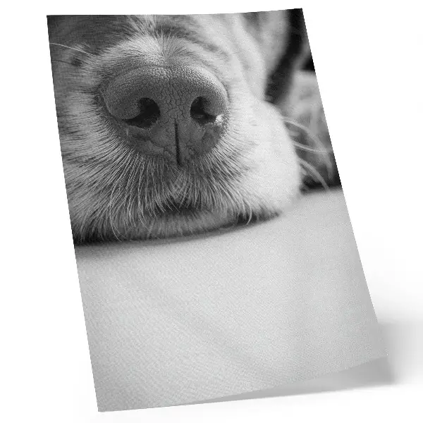 Premium wall art black and white minimalist dog texture close-up