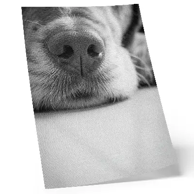 Premium wall art black and white minimalist dog texture close-up