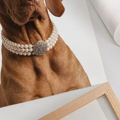 Dog necklace elegant with a luxurious finish