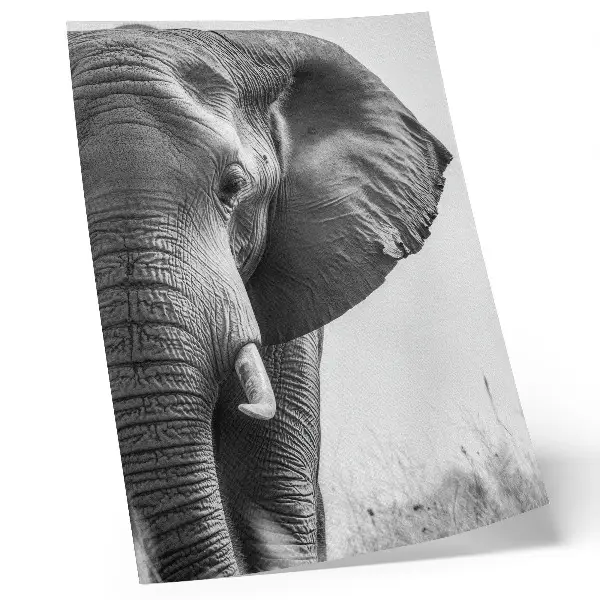 Decorative poster monochromatic atmosphere with wrinkled leather texture and elegant style