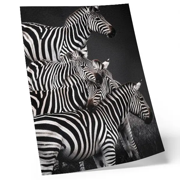 Premium wall art zebra with contrasting black and white vertical lines