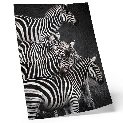 Premium wall art zebra with contrasting black and white vertical lines