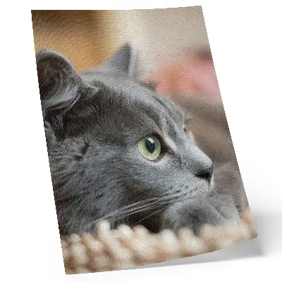 Art print gray cat with green eyes close up