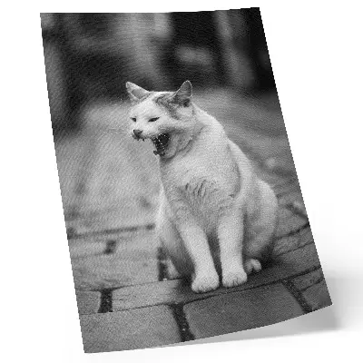 Poster featuring an adorable cat on a cobblestone street in black and white