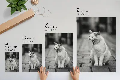 Poster featuring an adorable cat on a cobblestone street in black and white