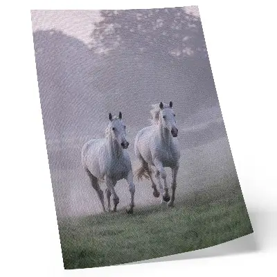 Decorative poster white horses in the morning fog with a nature theme