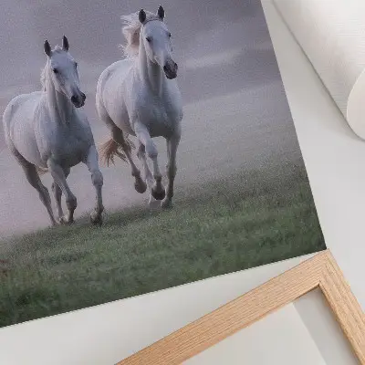 Decorative poster white horses in the morning fog with a nature theme