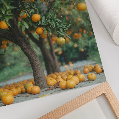 Decorative poster Juicy oranges on a tree in a green orchard