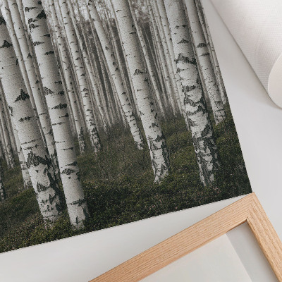 Poster Birch forest in black and white tones