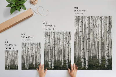 Poster Birch forest in black and white tones