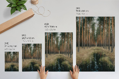 Decorative poster Simple forest scenery tall forest symmetry
