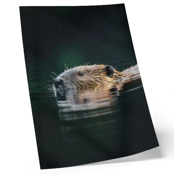 Decorative poster beaver swimming in peaceful wild nature