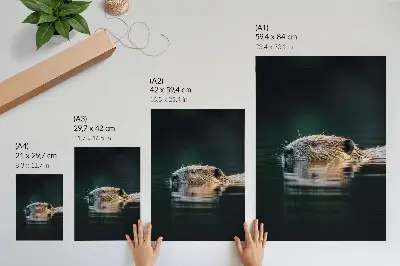 Decorative poster beaver swimming in peaceful wild nature