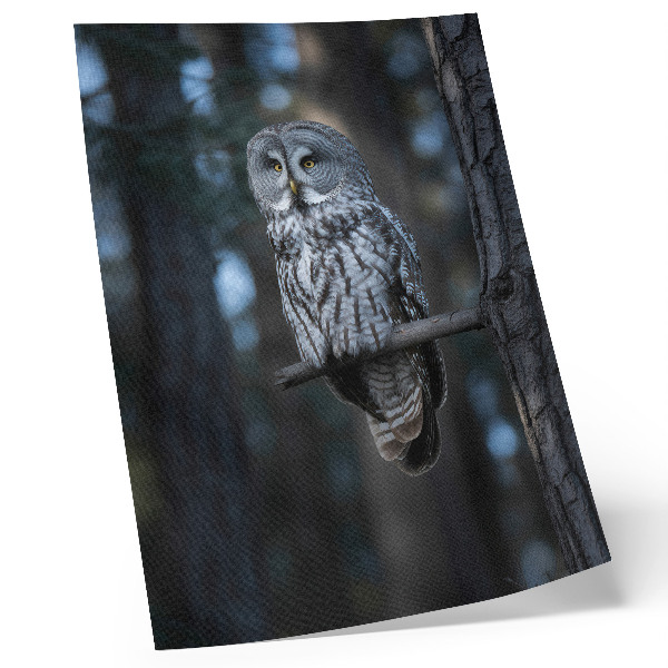 Poster Dark forest owl in the spotlight