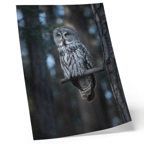 Dark forest owl in the spotlight poster
