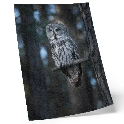 Dark forest owl in the spotlight poster
