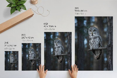 Poster Dark forest owl in the spotlight