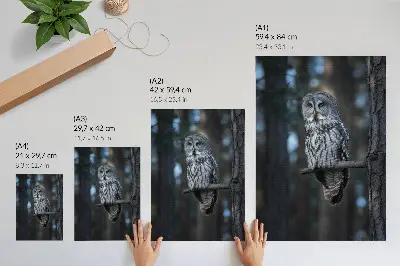 Dark forest owl in the spotlight poster