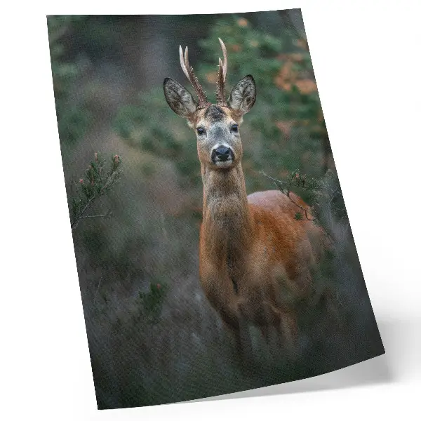 Decorative poster deer in the forest with a green background