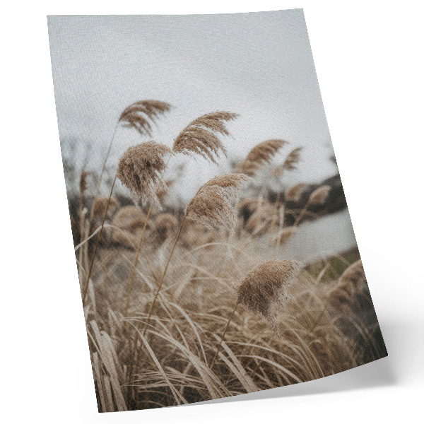 Poster Delicate blades of grass brown gray atmosphere of nature