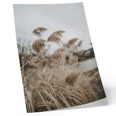 Poster delicate blades of grass in a brown and gray nature atmosphere