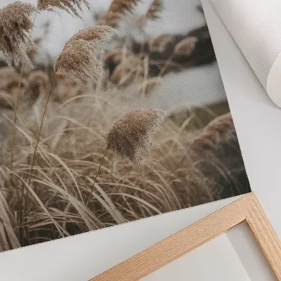 Poster delicate blades of grass in a brown and gray nature atmosphere