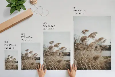 Poster delicate blades of grass in a brown and gray nature atmosphere