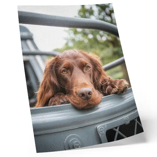 Premium wall art brown dog by the vehicle with green trees