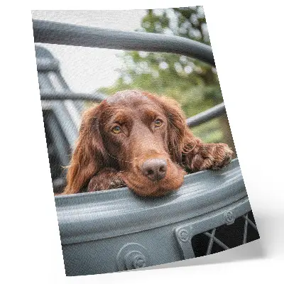 Premium wall art brown dog by the vehicle with green trees