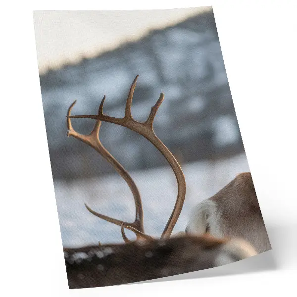 Poster reindeer with antlers in a winter landscape