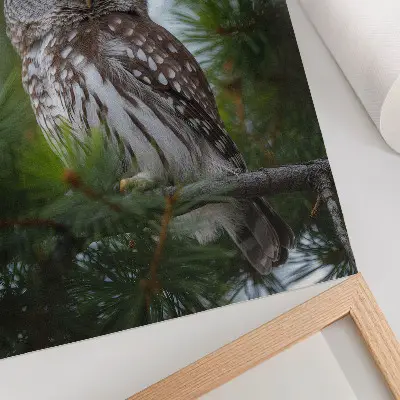 Decorative poster owl on a pine branch with a theme of nature, peace, and harmony