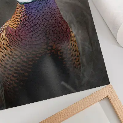 Poster colorful pheasant feathers with intense colors