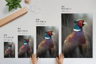 Poster colorful pheasant feathers with intense colors