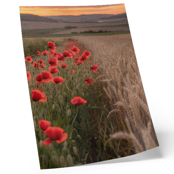 Decorative poster Poppies sunset nature color harmony