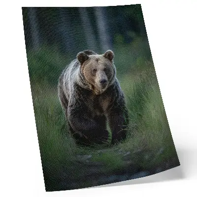 Proud bear in a forest poster proud bear in a forest setting
