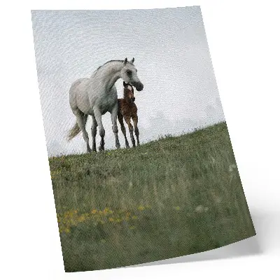 Horse wall art the beauty of nature with a soothing aesthetic