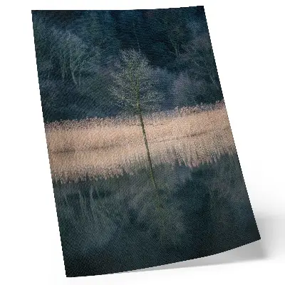 Art print single tree reflection in a foggy lake