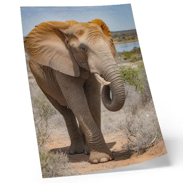 Premium wall art majestic African elephant on the savannah