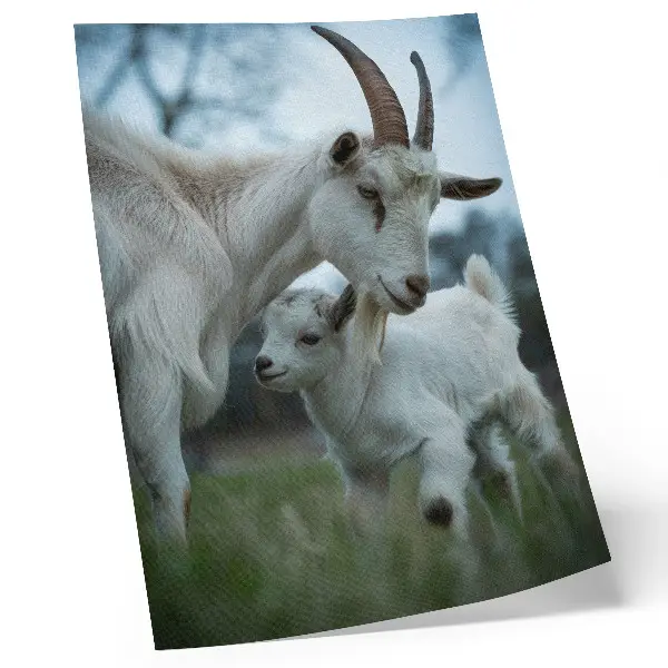 Poster goats in a peaceful natural setting