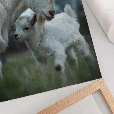 Poster goats in a peaceful natural setting