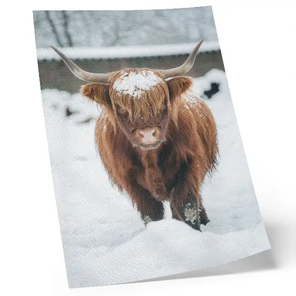 Art print cattle in the snow featuring the contrast of animal and nature