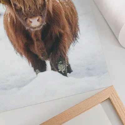 Art print cattle in the snow featuring the contrast of animal and nature