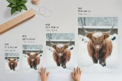 Art print cattle in the snow featuring the contrast of animal and nature