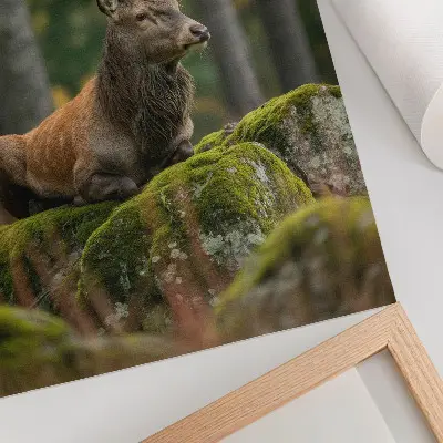 Deer in a forest poster a majestic animal in a woodland setting