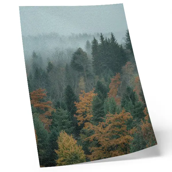 Poster green trees in a foggy forest with orange leaves