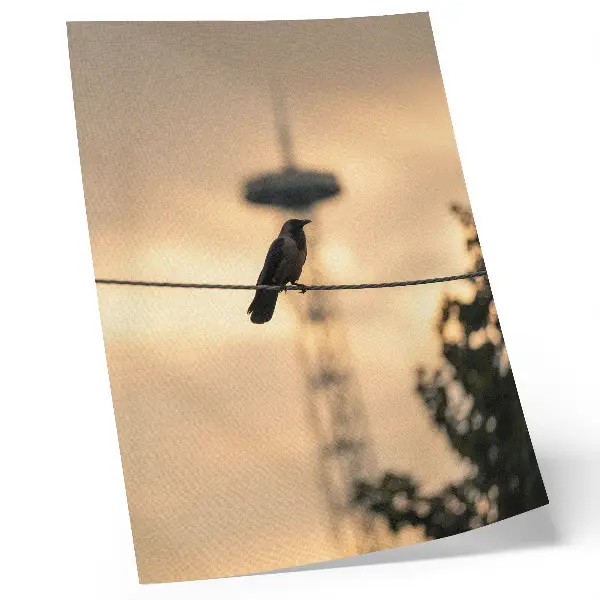 Premium bird on a wire wall art evening sky with a delicate background
