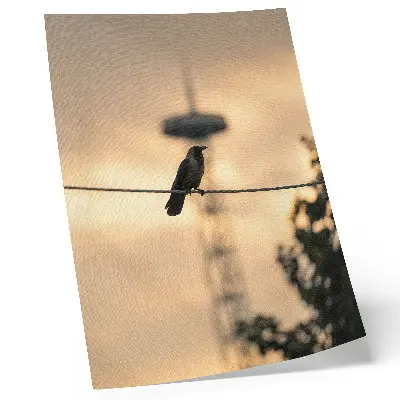 Premium bird on a wire wall art evening sky with a delicate background