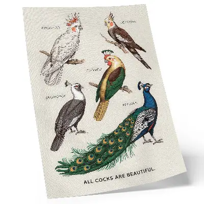 Art print with elegant birds and feathers in diverse colors
