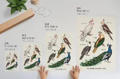 Art print with elegant birds and feathers in diverse colors